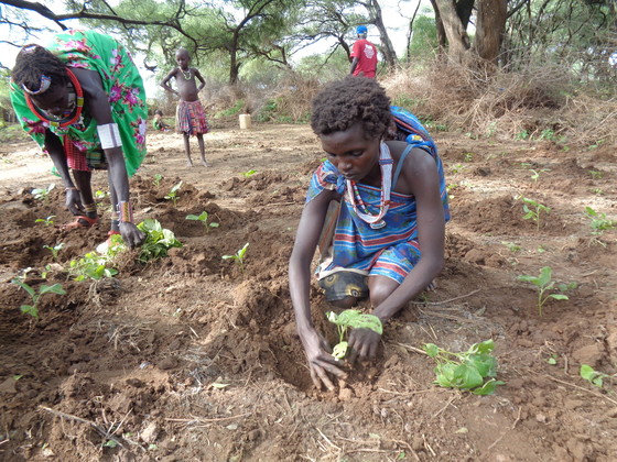 Lomor Lokitoi Lochapio transplants eggplant seedlings at Lotakawa Farm in Kapoeta North County.