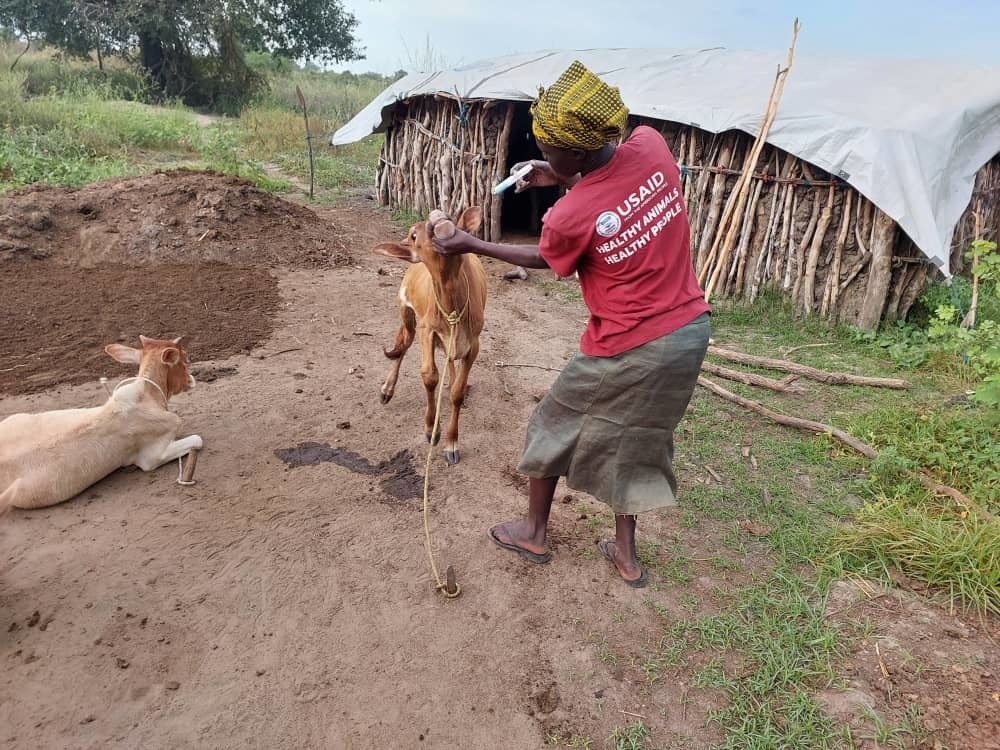 Nyamet Kim Kai, 33, a community animal health worker in Khorwai village in Ayod, vaccinates a calf. Photo: Veterinaires Sans Frontieres Germany