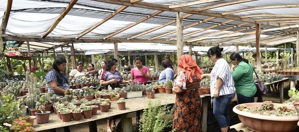 Indigenous and local women leaders gather in a greenhouse with many succulents and plants.