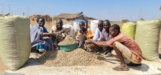 In Budi County, farmers supported by USAID's RASS Activity display their bumper harvest of peanuts.