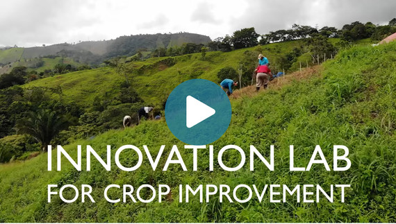 Innovation Lab for Crop Improvement, Video play button