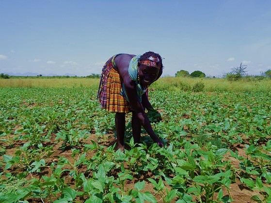 A woman picks vegetables from her garden. Photo: USAID Resilience through Agriculture in South Sudan