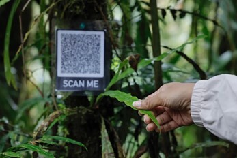 QR Code on a tree