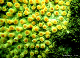 colony of hard coral Astrangia cf equatorialis