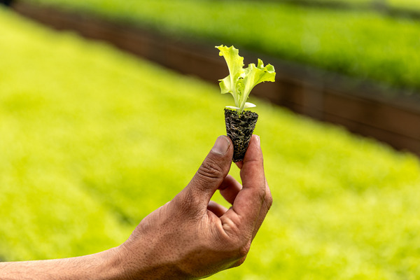 A hand holds a sprouted seedling.