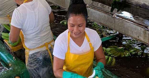 Workers at a unionized banana processing plant, Frutera del Atlántico, in Morales, Guatemala. 