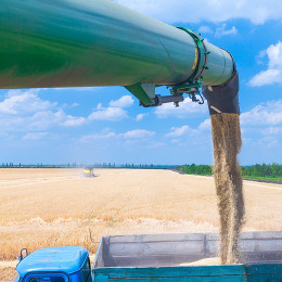 Green pipe pouring grain into a blue truck with a wheat field and blue sky in background