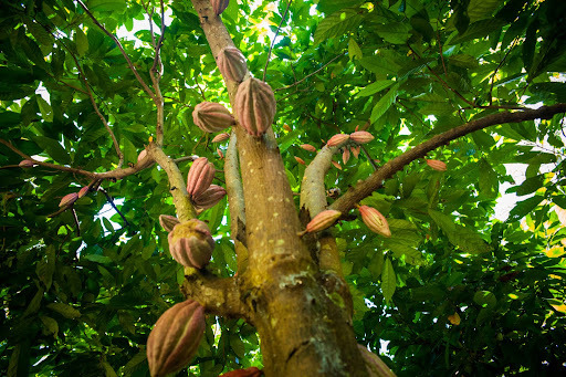 Cacao Tree 