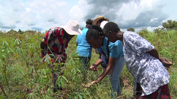 People gather around plants as they examine them with the PlantVillage app.