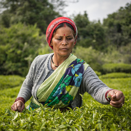 A woman with a red head covering picks tea leaves from green bushes.