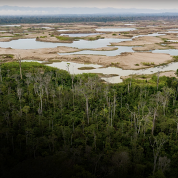 Aerial view of green trees