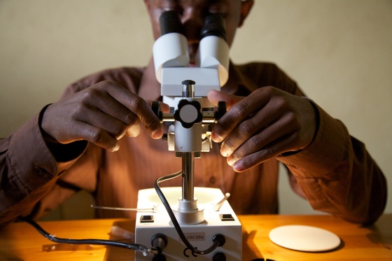 A man examines slides under a microscope Brant Stewart, RTI