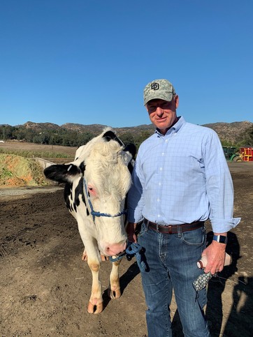 konyn dairy SHP with cow