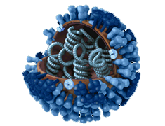recommended vaccine viruses