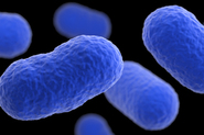 listeria