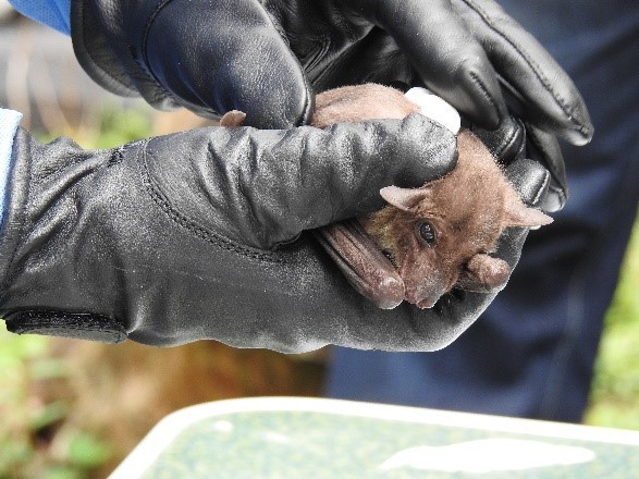 Fruit bat in Uganda