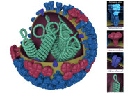 thumbnail of  an Influenza Virus