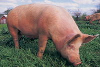 pig on a farm