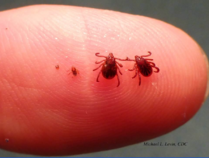 Different sizes of ticks on someone's finger