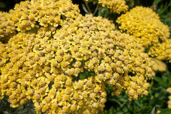 Goldenrods the state flower of Nebraska