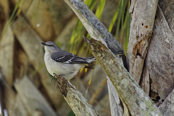 A mockingbird, the state bird of Florida