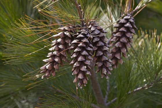 White pine cones and tassels, the state flower of Maine