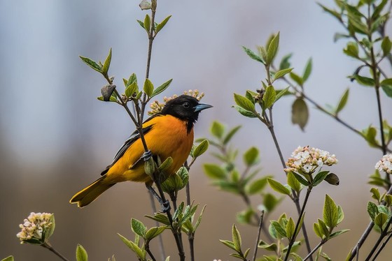 A Baltimore oriole, the State Bird of Maryland.