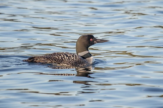Minnesota's state bird, the common loon
