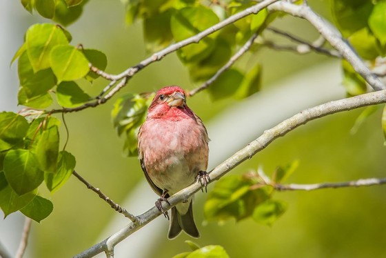 A purple finch, the state bird of New Hampshire.