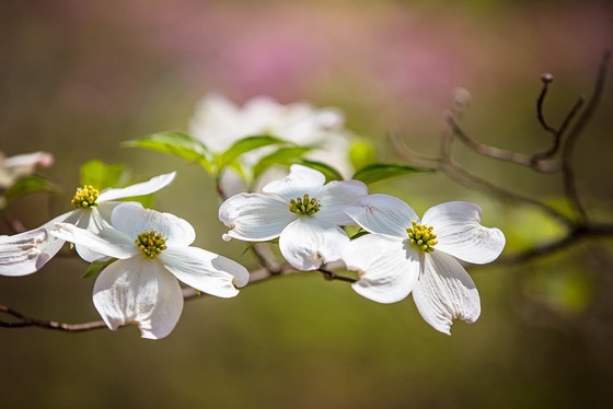 A flowering dogwood, the state flower of Virginia
