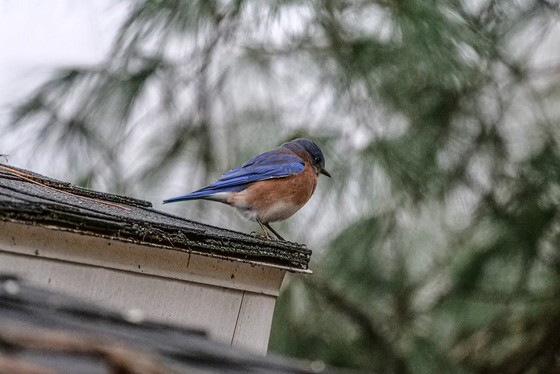 An Eastern Bluebird, the state bird of New York