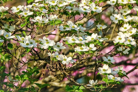 Hawthorn blossoms, the state flower of Missouri