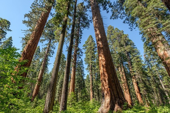 California redwood trees, the state tree of California