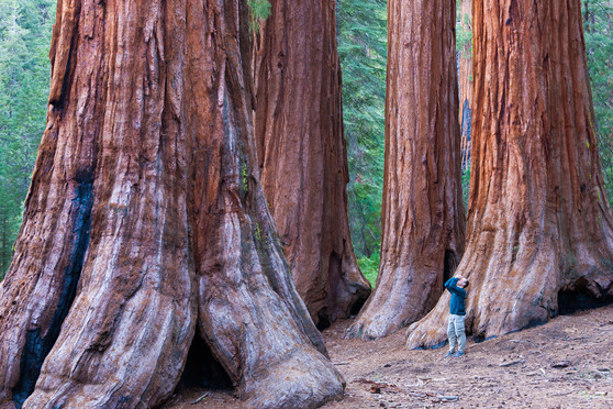 Happy Birthday California: Redwood Trees