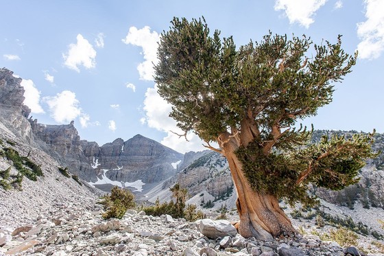 A bristlecone pine tree, one of the state trees of Nevada.