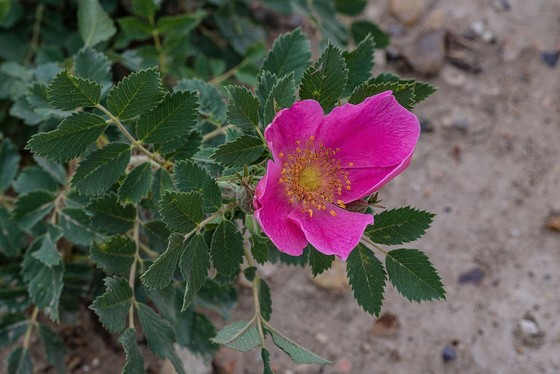A wild prairie rose, the state flower of North Dakota
