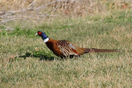 A ring-necked pheasant, the state bird of South Dakota