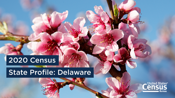 Peach blossoms, the state flower of Delaware