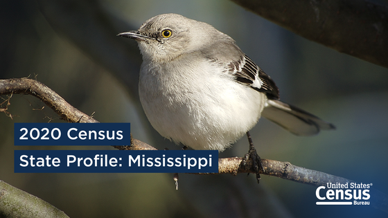 A mockingbird, the state bird of Mississippi