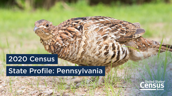 A ruffed grouse, the state bird of Pennsylvania