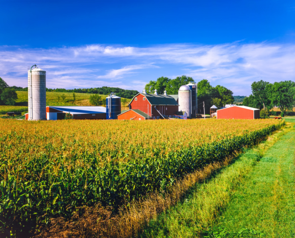 Corn growing at a farm in Iowa