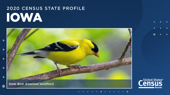 An eastern goldfinch, the state bird of Iowa