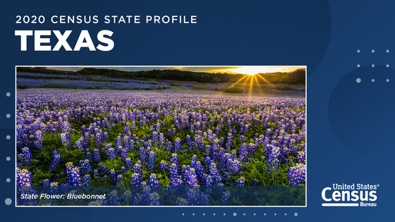 Bluebonnets, the state flower of Texas