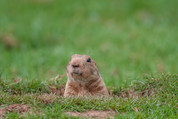 Groundhog