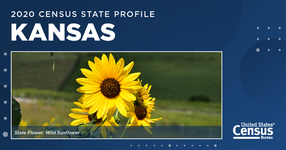 Wild sunflowers, the state flower of Kansas