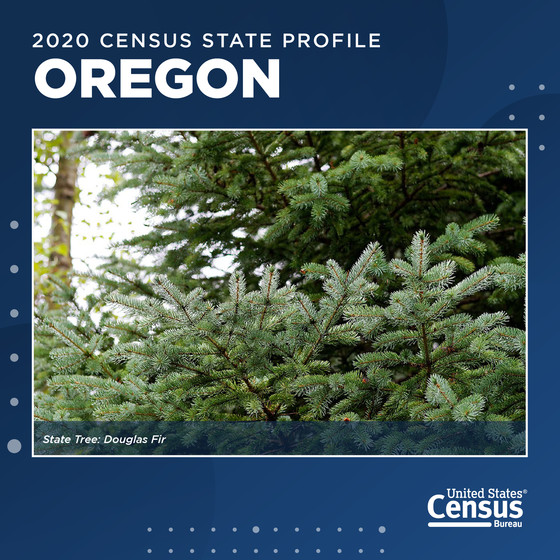 A Douglas fir tree, the state tree of Oregon