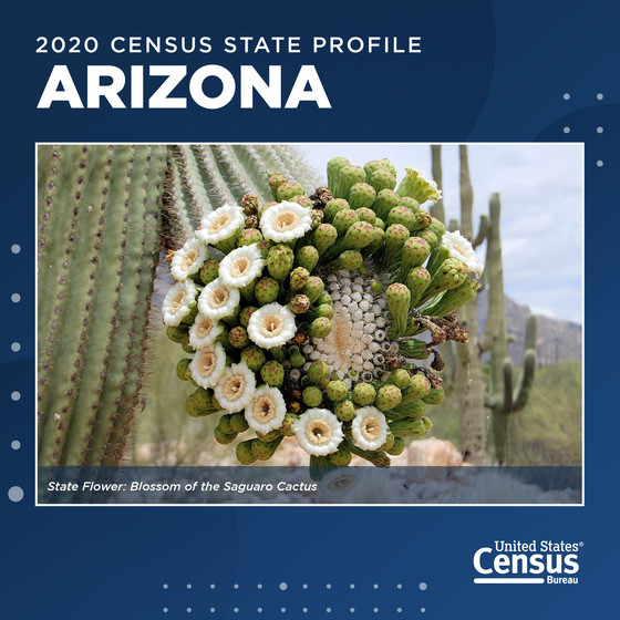 Blossom of the Saguaro Cactus, the state flower of Arizona