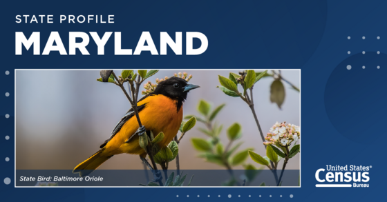 A Baltimore oriole, the state bird of Maryland