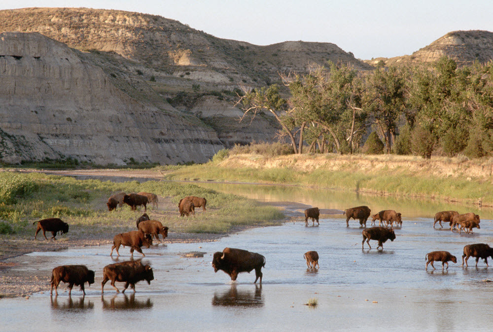Bison wade in a river in Theodore Roosevelt National Park in North Dakota.