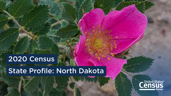 A wild prairie rose, the state flower of North Dakota